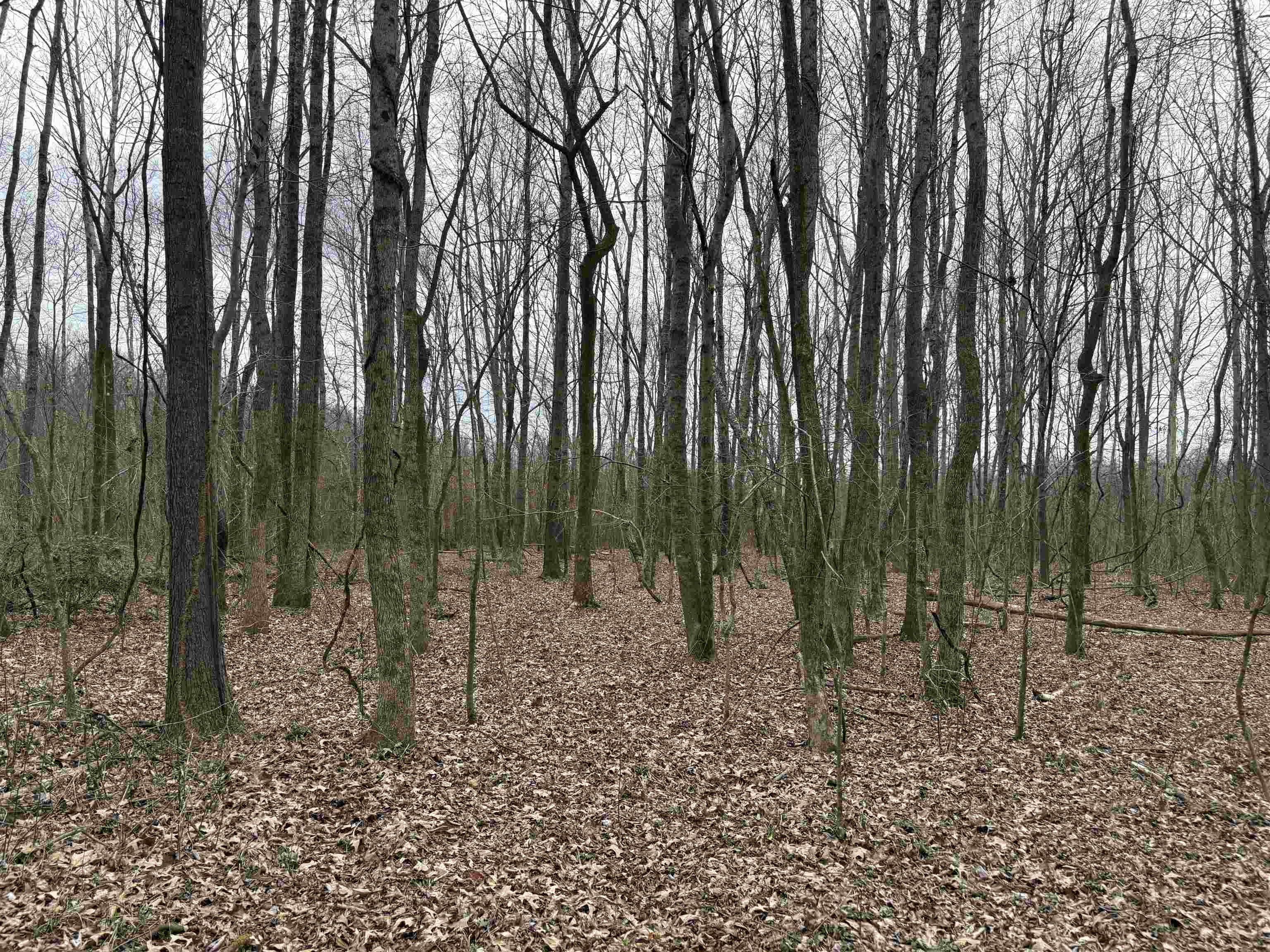11338 Monterey Road Eads, TN 38028 - Photo 6 of 25 a view of outdoor space with lots of trees