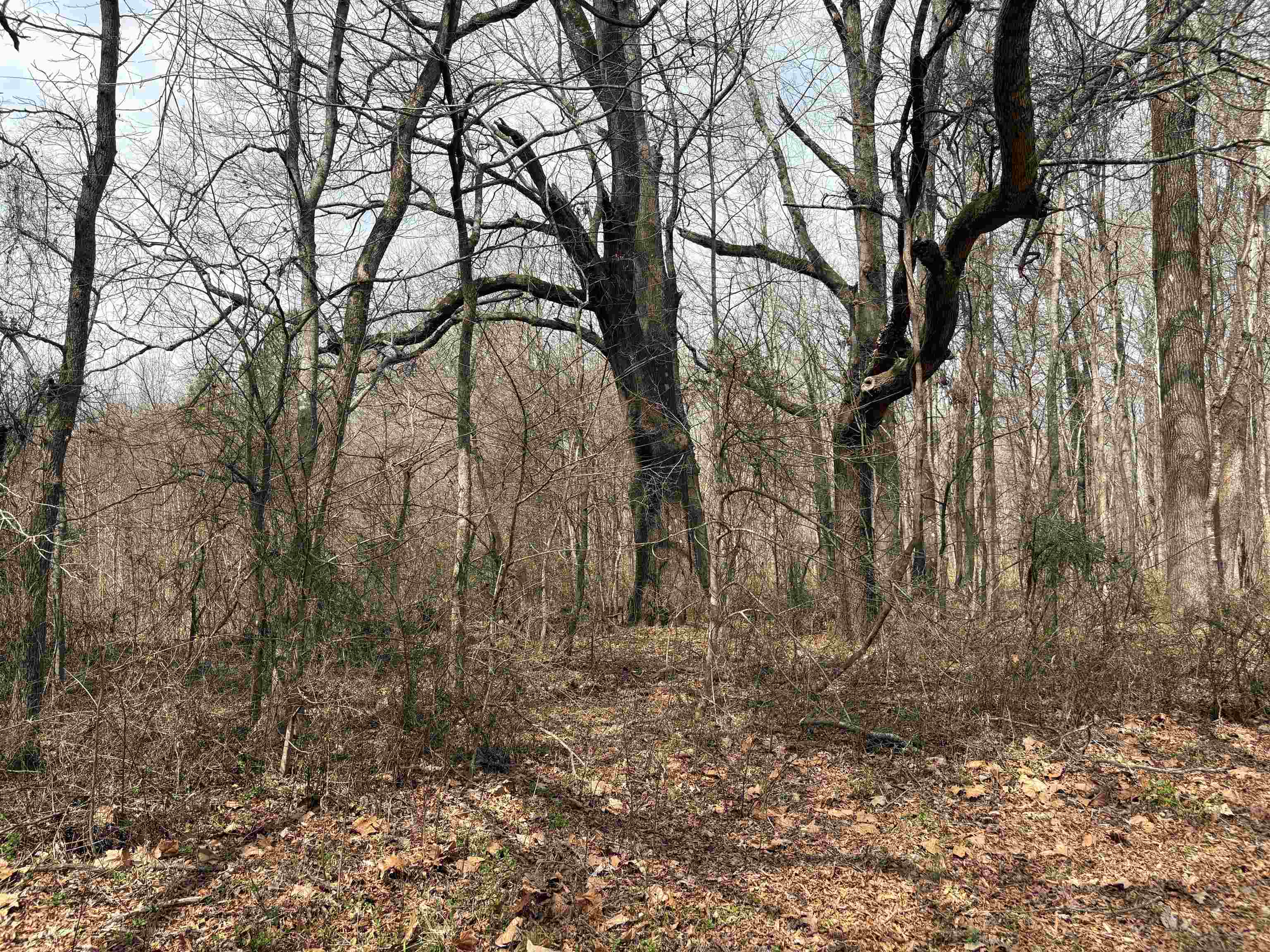 11338 Monterey Road Eads, TN 38028 - Photo 8 of 25 a backyard of a house with lots of green space