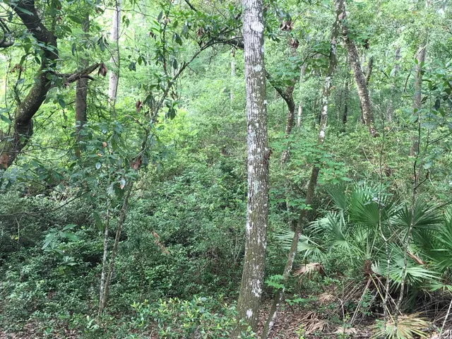 a view of a lush green forest