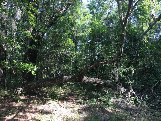 a view of a tree in a yard