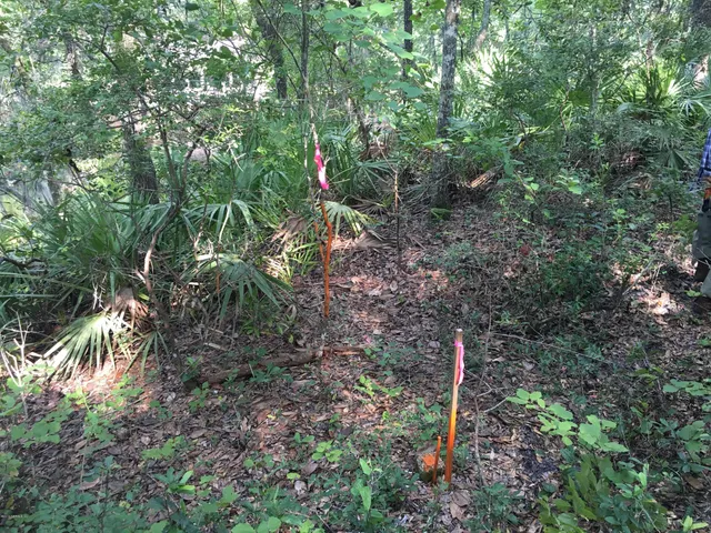 a backyard of a house with lots of trees