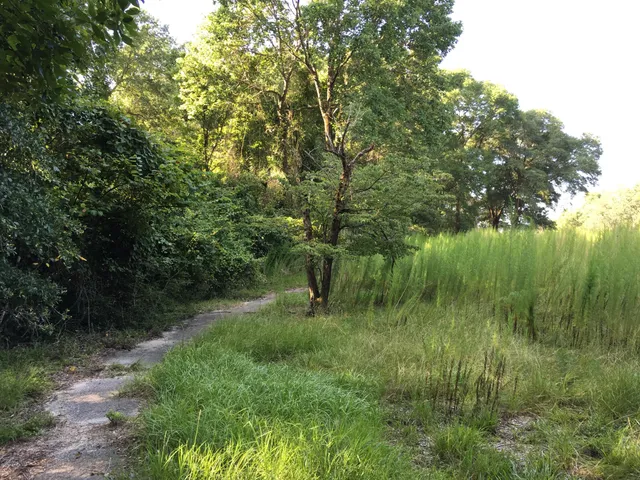 a view of a green field with a tree