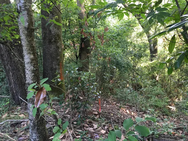 a plant view with lots of trees