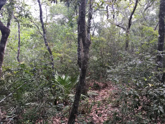 a view of a forest with trees