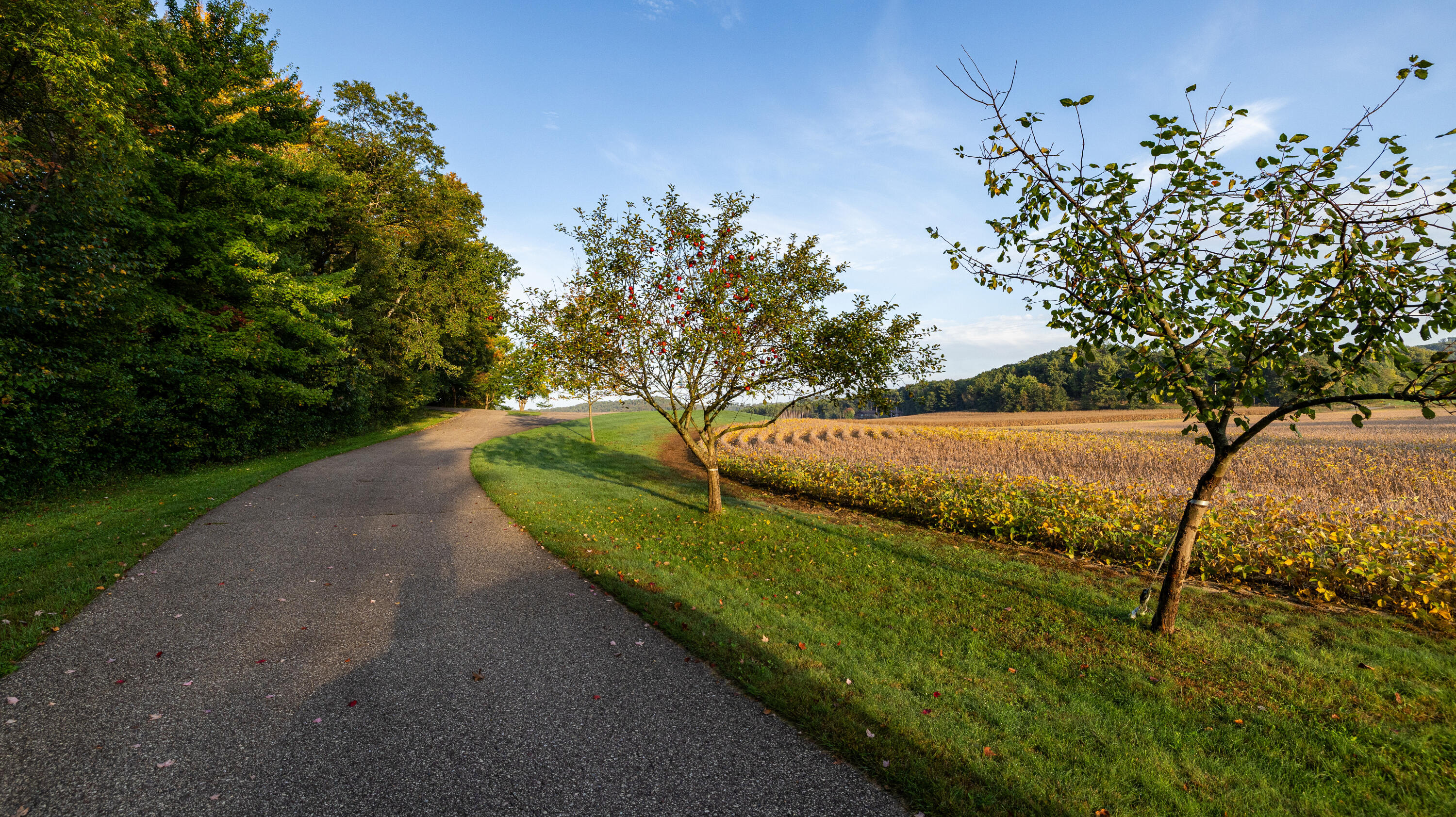 W10753 Hannon Road Black River Falls, WI 54615 - Photo 58 of 84 Exterior Driveway Apple Tree