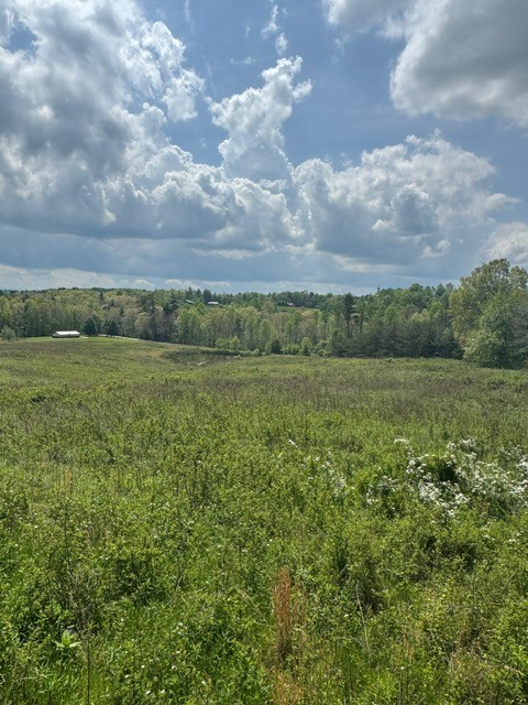 a view of a field with an ocean and trees