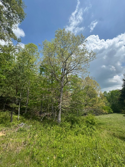 0 Sam Smith Road Allardt, TN 38504 - Photo 14 of 19 a view of a yard