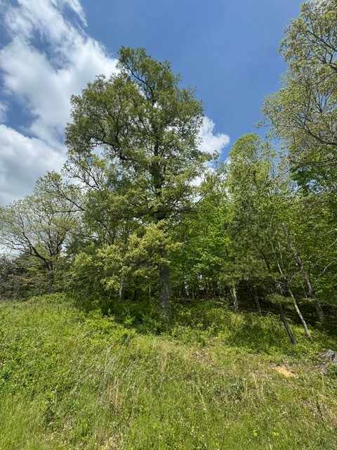 0 Sam Smith Road Allardt, TN 38504 - Photo 15 of 19 a view of a yard