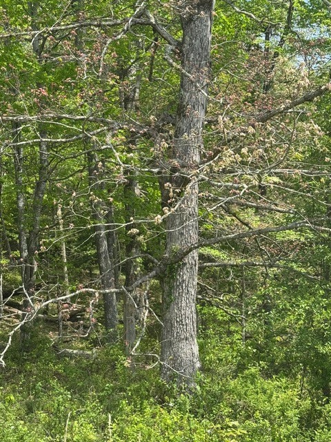 0 Sam Smith Road Allardt, TN 38504 - Photo 16 of 19 a close up of a plant