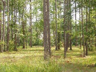 160 Sandy Beaufort, NC 28516 - Photo 1 of 2 Listing Photo