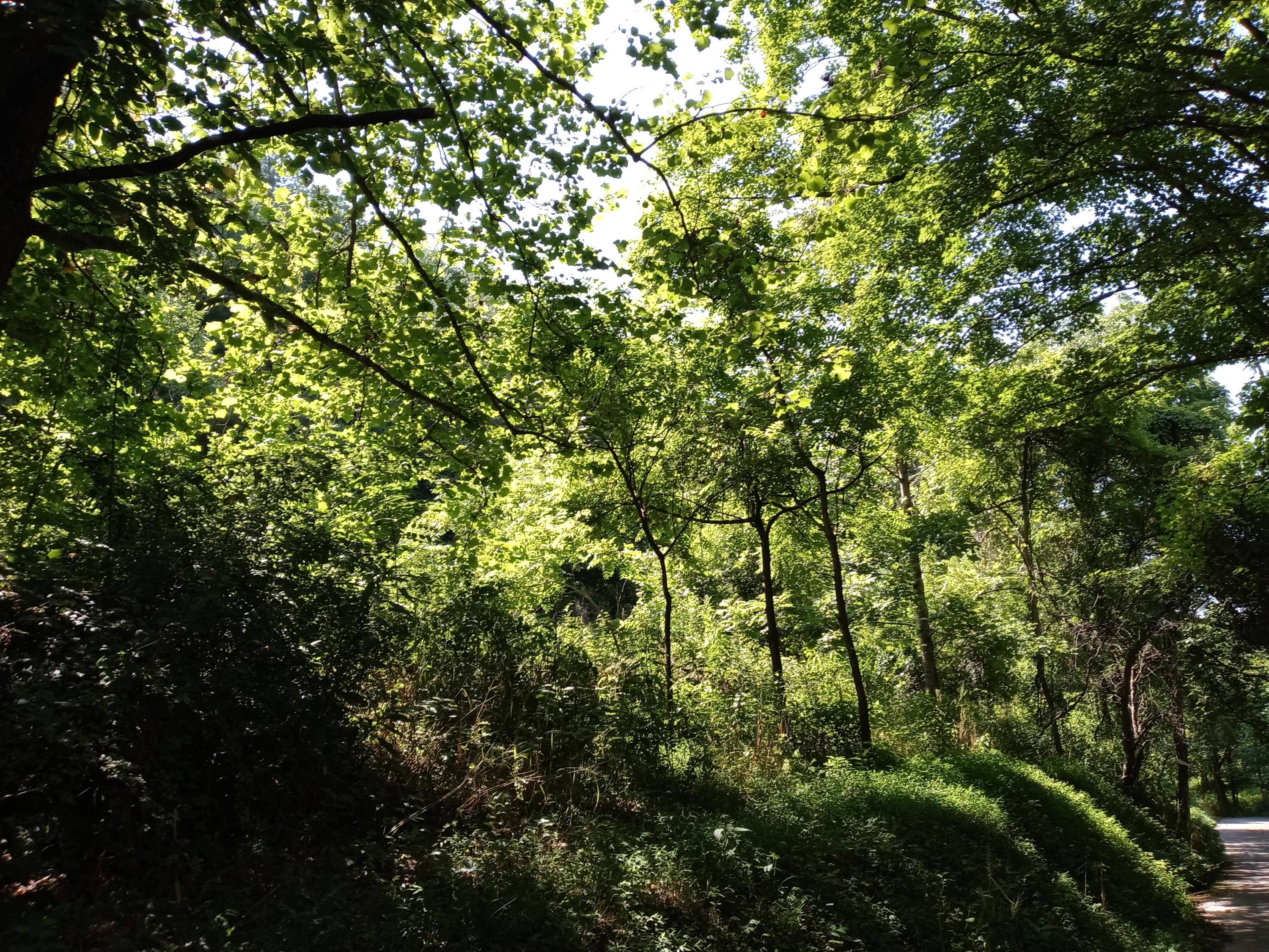 0 Oaks Road Unicoi, TN 37692 - Photo 1 of 1 20210716_162639 (2)
