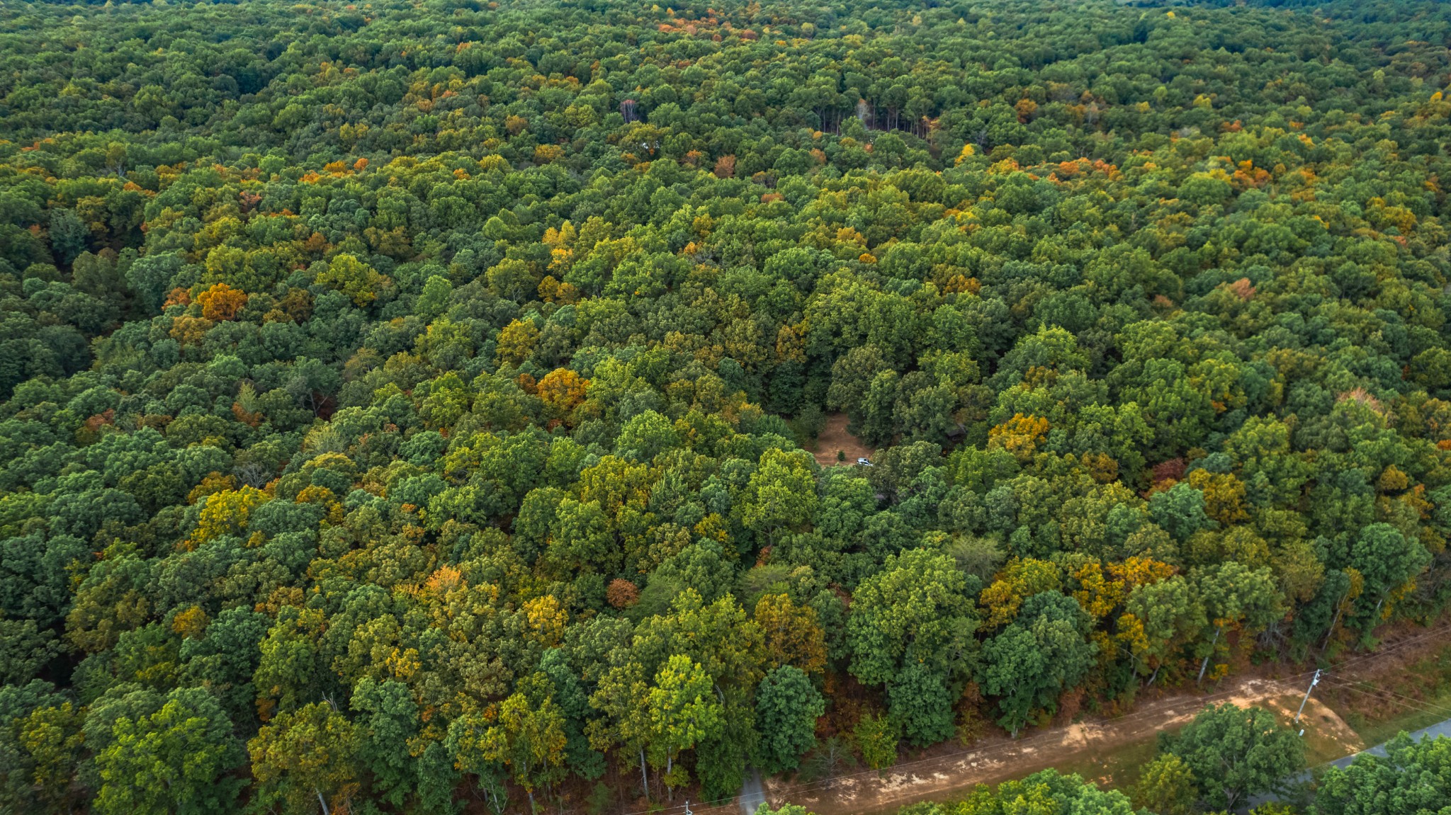 382 Locust Road Dunlap, TN 37327 - Photo 15 of 44 a view of a lush green forest with houses