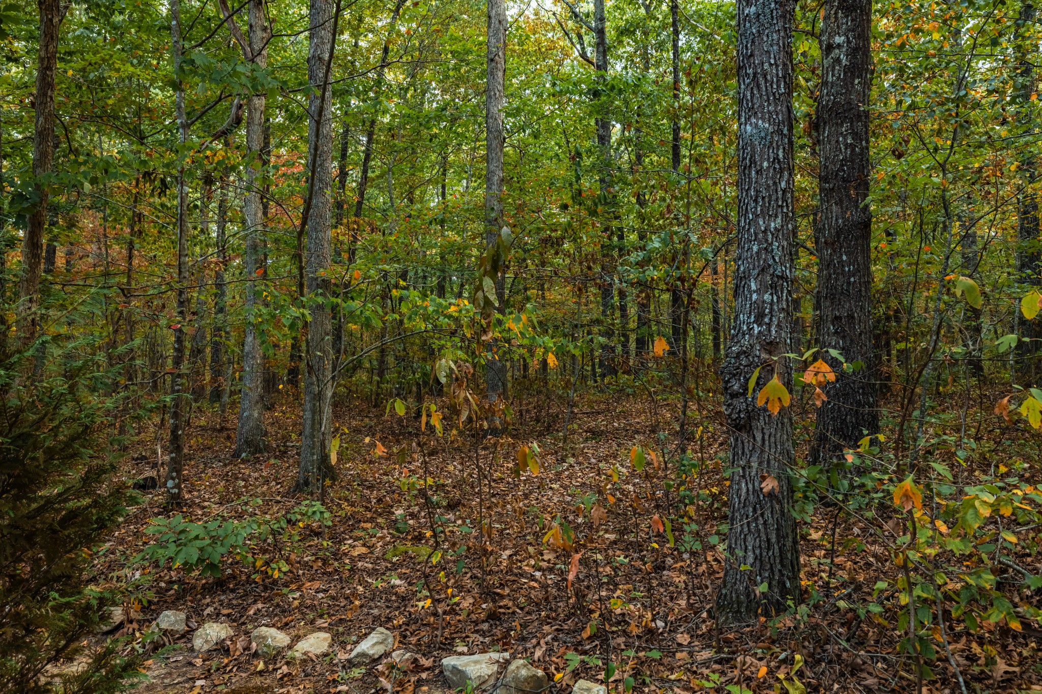 382 Locust Road Dunlap, TN 37327 - Photo 21 of 44 a view of a forest