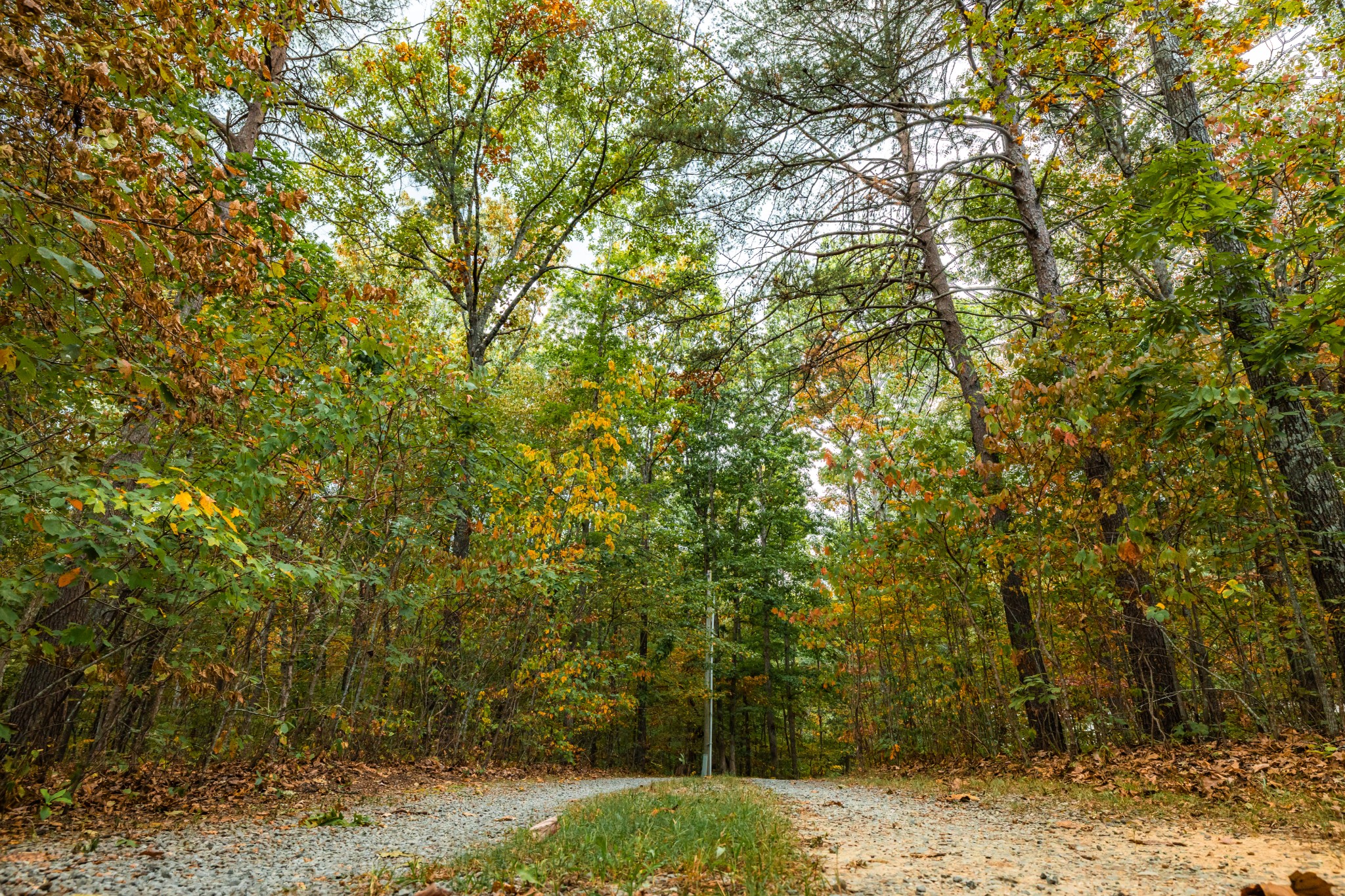 382 Locust Road Dunlap, TN 37327 - Photo 6 of 44 a view of a yard with trees