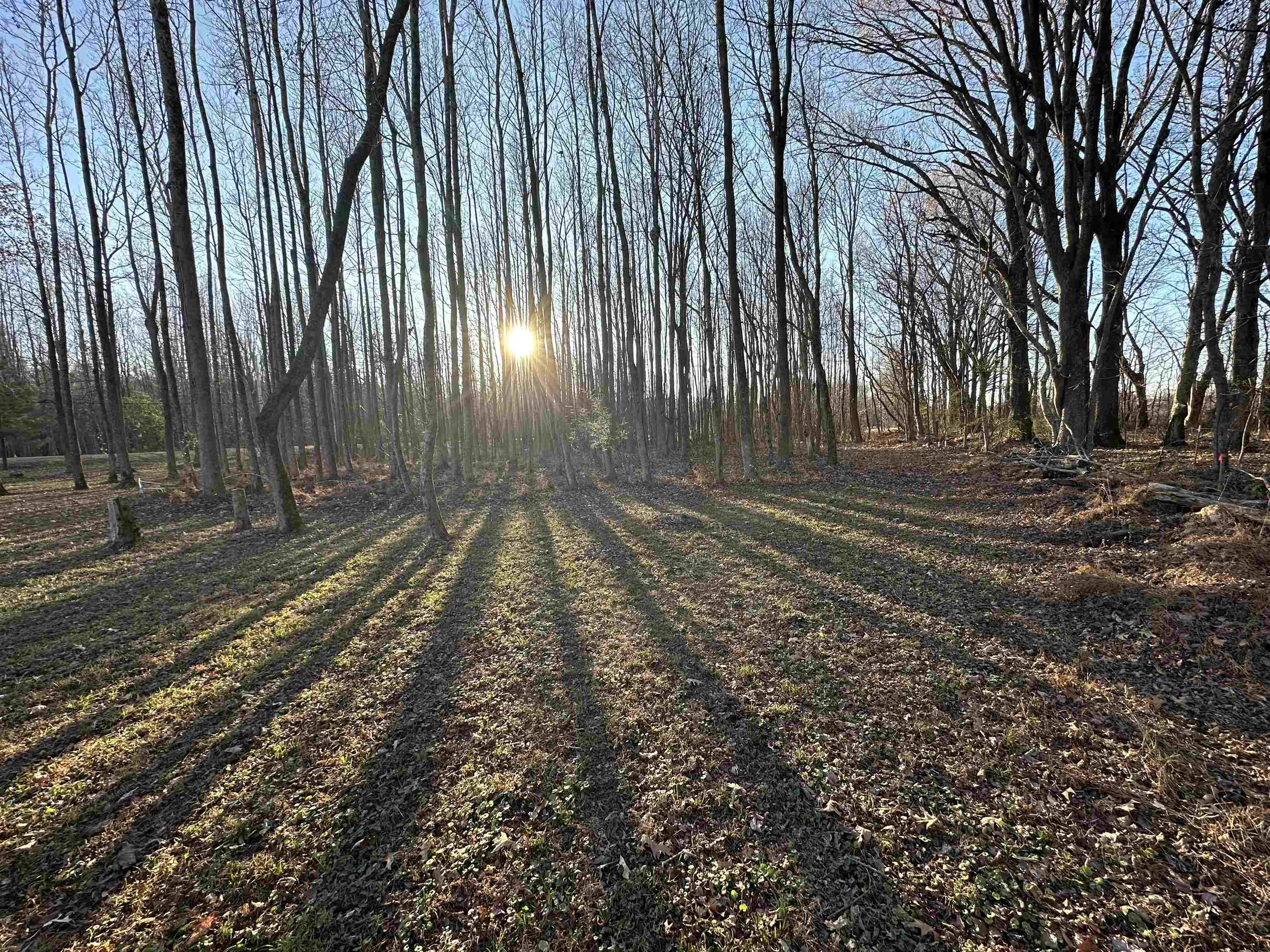 a view of backyard with green space