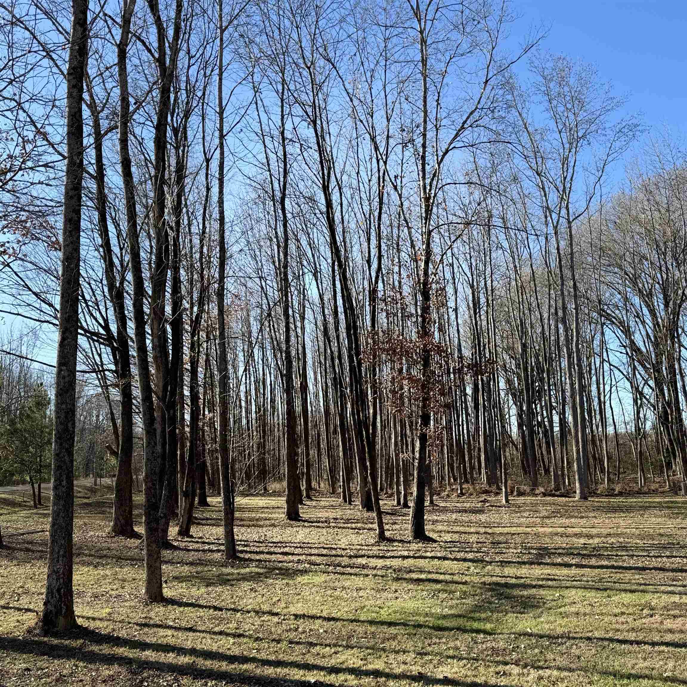 12570 Pinckley Road Arlington, TN 38002 - Photo 4 of 4 a view of a backyard of the house