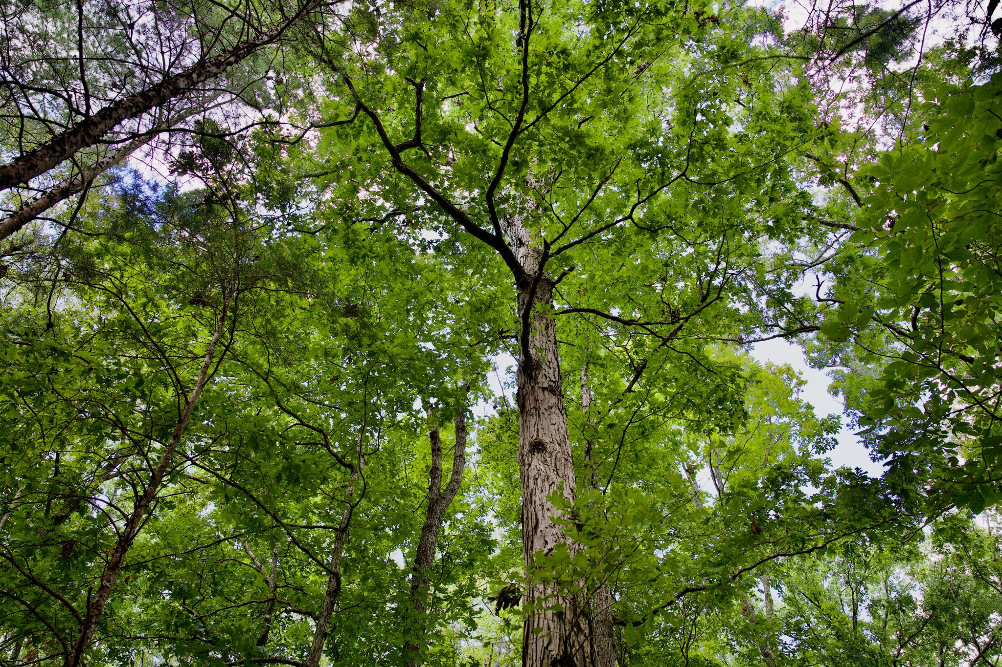 6 Barlow Road Rock Island, TN 38581 - Photo 11 of 23 a view of a tree