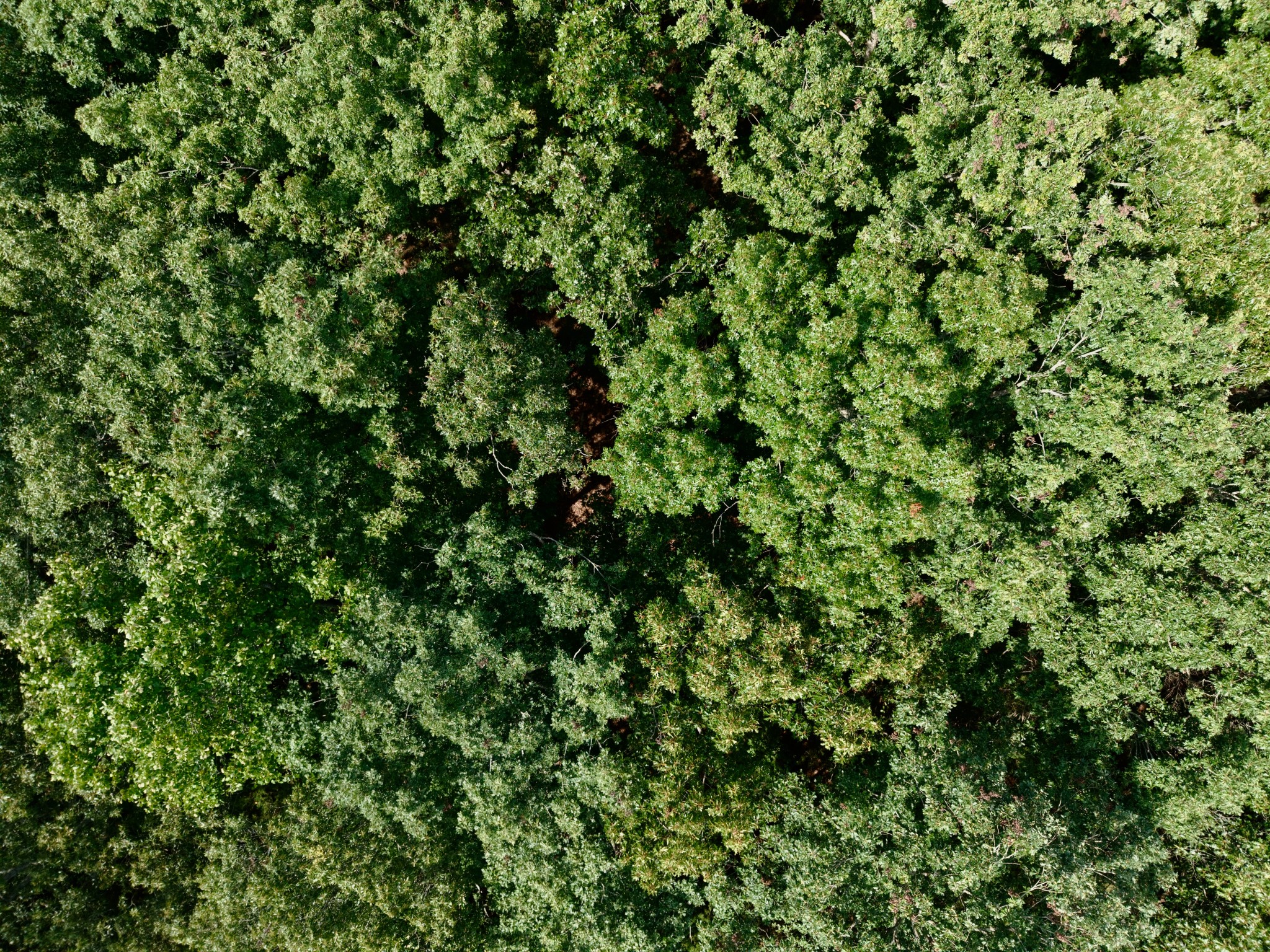 6 Barlow Road Rock Island, TN 38581 - Photo 20 of 23 a view of a lush green field