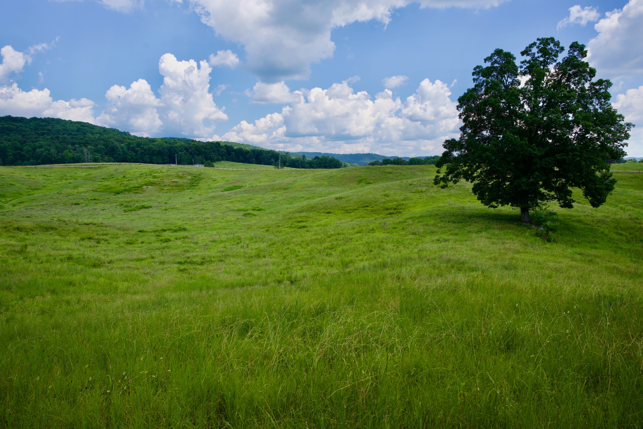 6 Barlow Road Rock Island, TN 38581 - Photo 5 of 23 a view of a big yard with lots of green space
