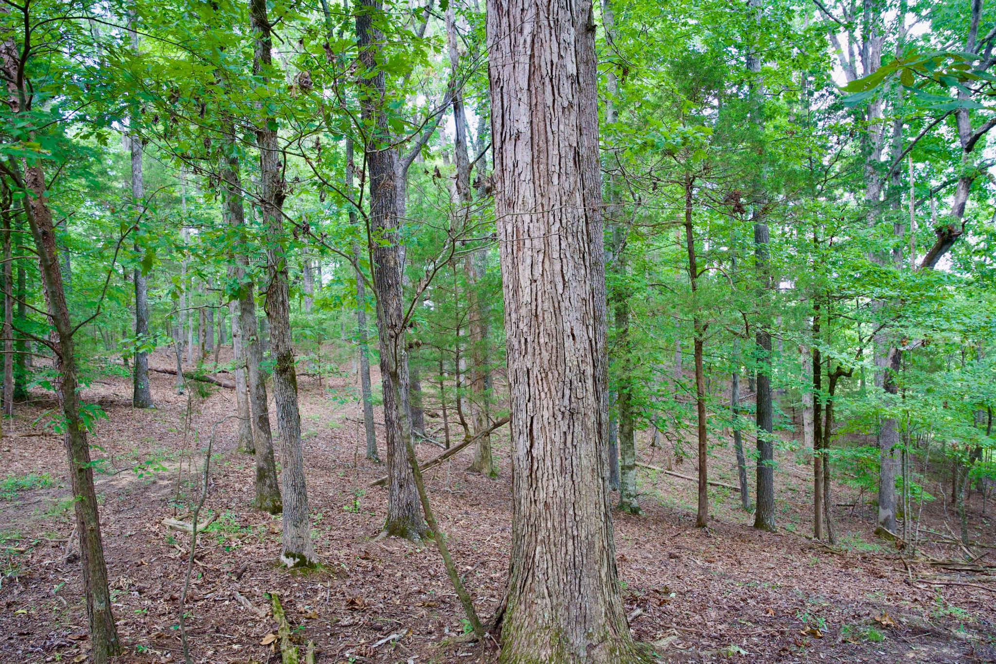 6 Barlow Road Rock Island, TN 38581 - Photo 9 of 23 a view of a forest that has large trees