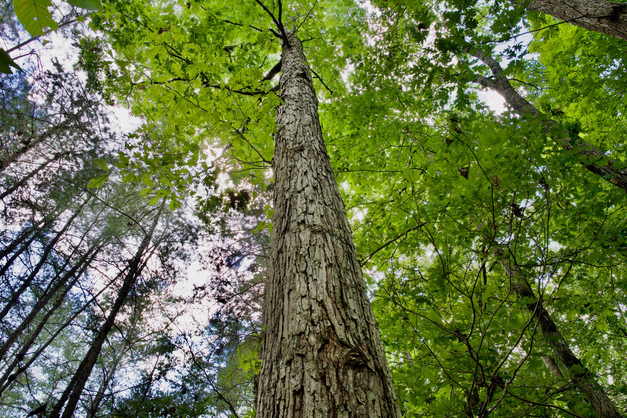 6 Barlow Road Rock Island, TN 38581 - Photo 10 of 23 a yard with lots of trees