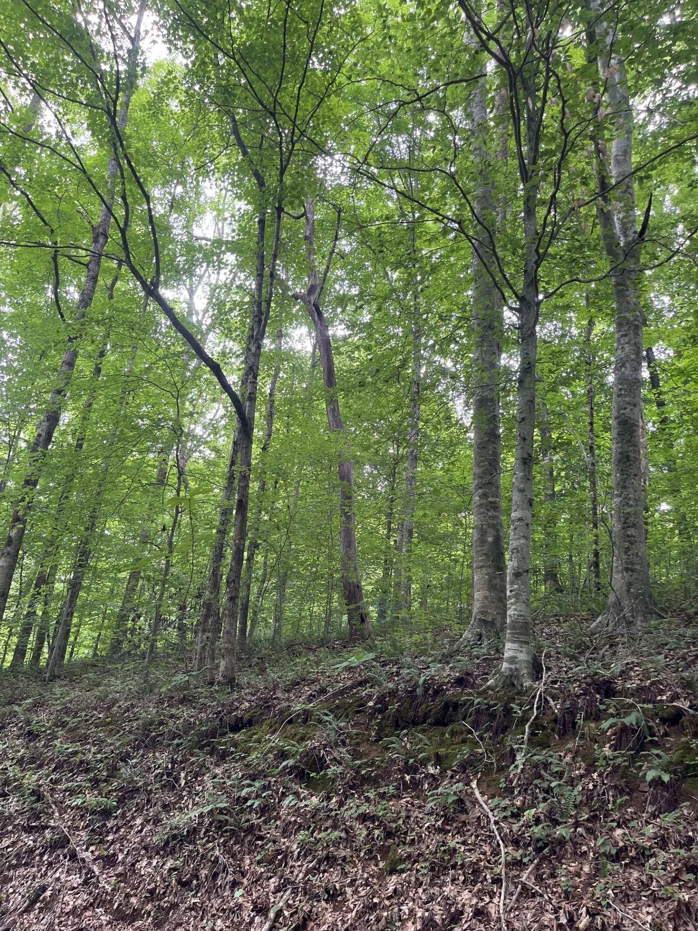 899 East L Smith Road Monroe, TN 38573 - Photo 13 of 18