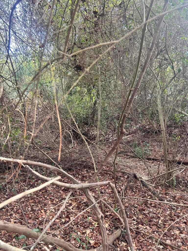 0 Robinson Drive New Ellenton, SC 29809 - Photo 4 of 9 20260122181557374683000000-o