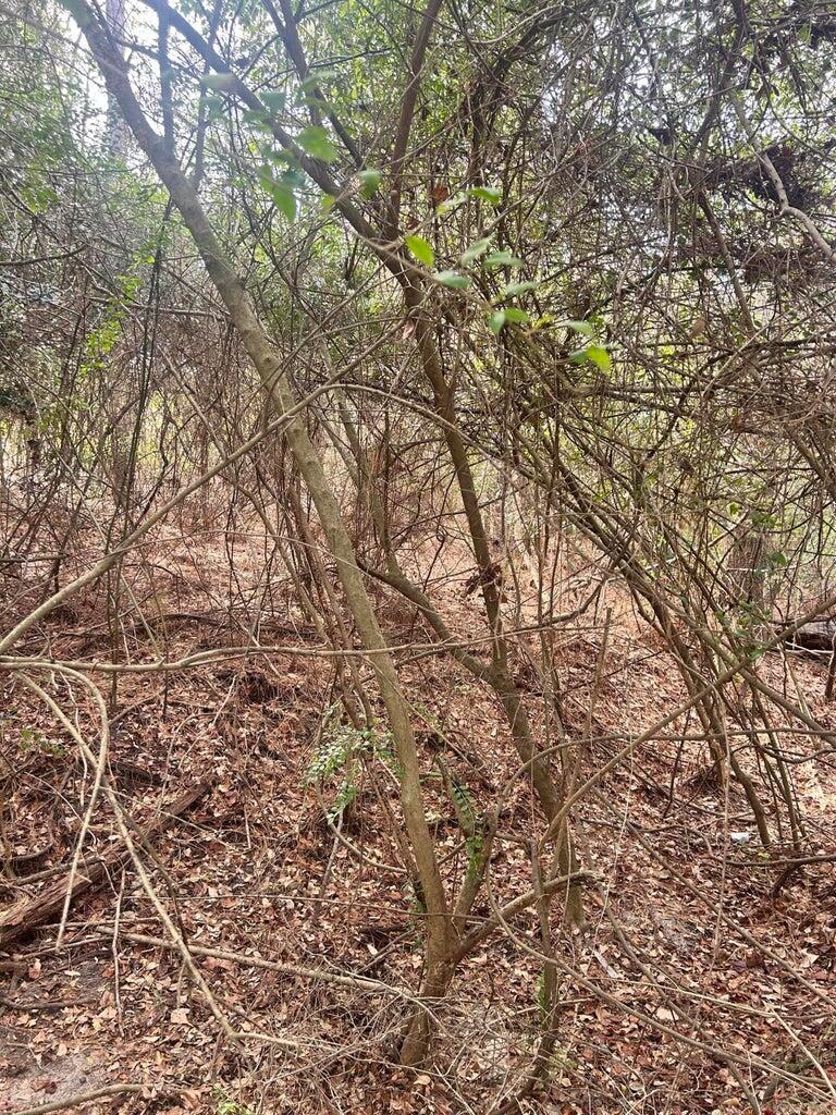 0 Robinson Drive New Ellenton, SC 29809 - Photo 6 of 9 20260122181632894998000000-o