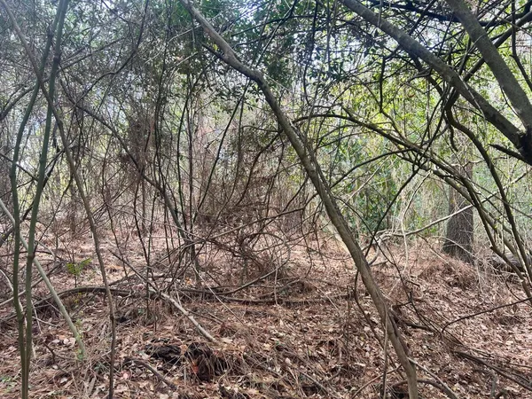 $7,900 | 0 Robinson Drive, New Ellenton, SC 29809