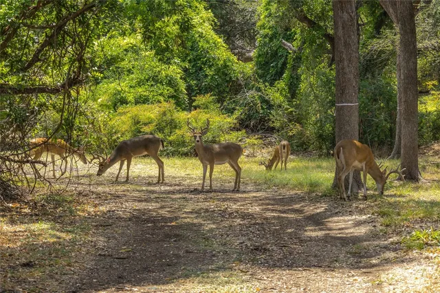 a view of dirt yard with a tree