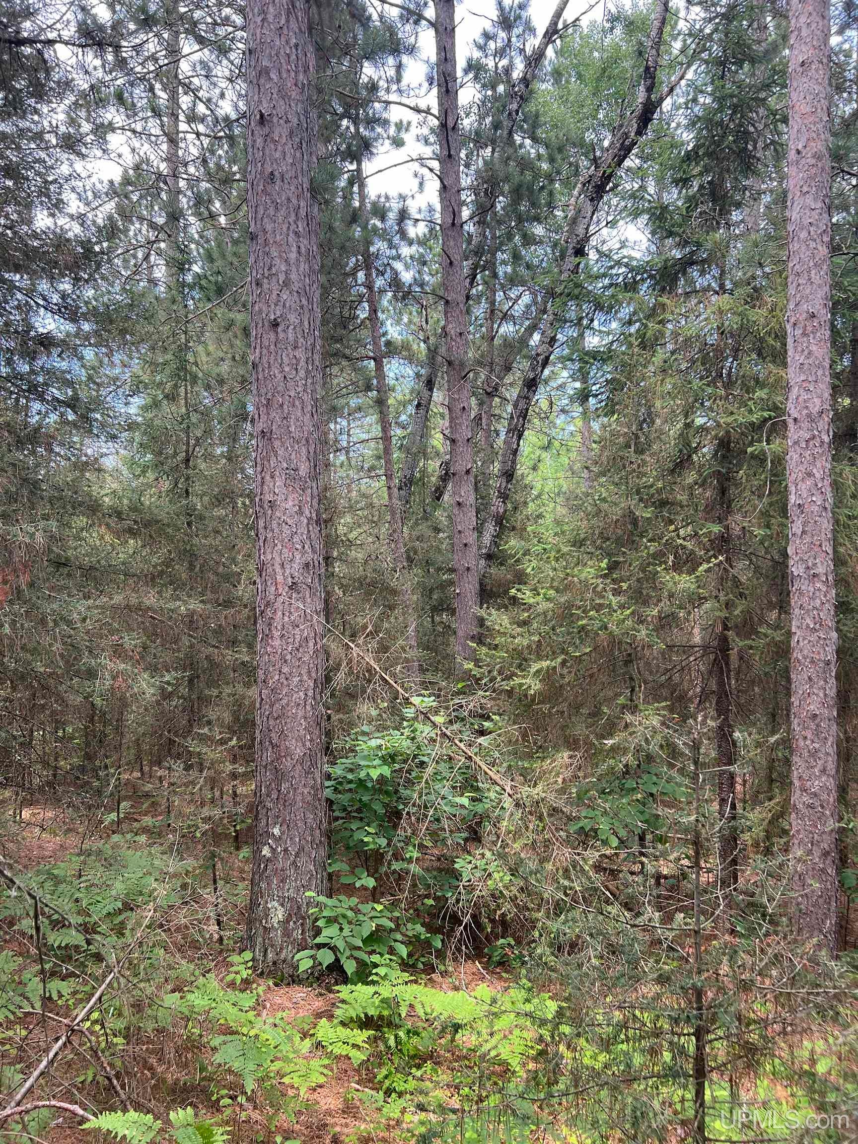 Tbd Leeman Road Felch, MI 49831 - Photo 16 of 84 Gallery Image 16