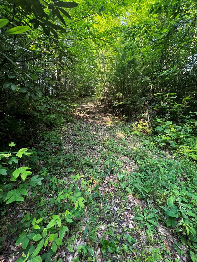 0 Raven Branch Road Del Rio, TN 37727 - Photo 12 of 29