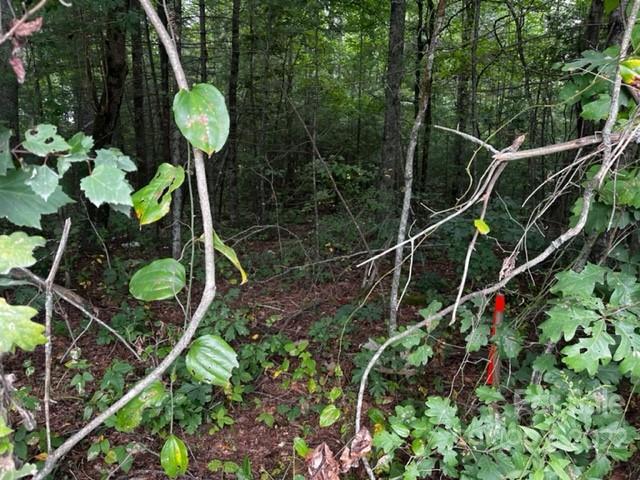 1923 Ridge Road, Unit 6 Hendersonville, NC 28792 - Photo 1 of 16 a view of a backyard