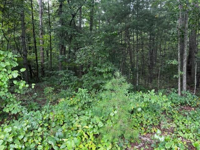 1923 Ridge Road, Unit 6 Hendersonville, NC 28792 - Photo 14 of 16 a view of a forest with a tree