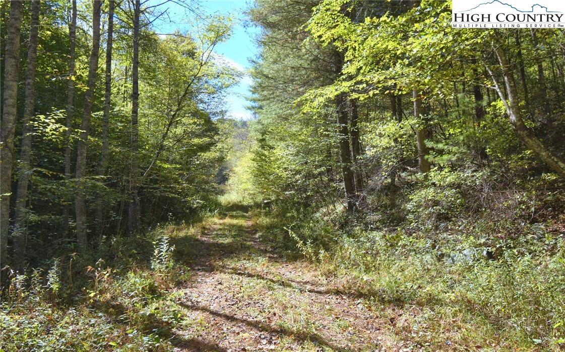Garvey Bridge Road Crumpler, NC 28617 - Photo 6 of 17 Gallery Image 6