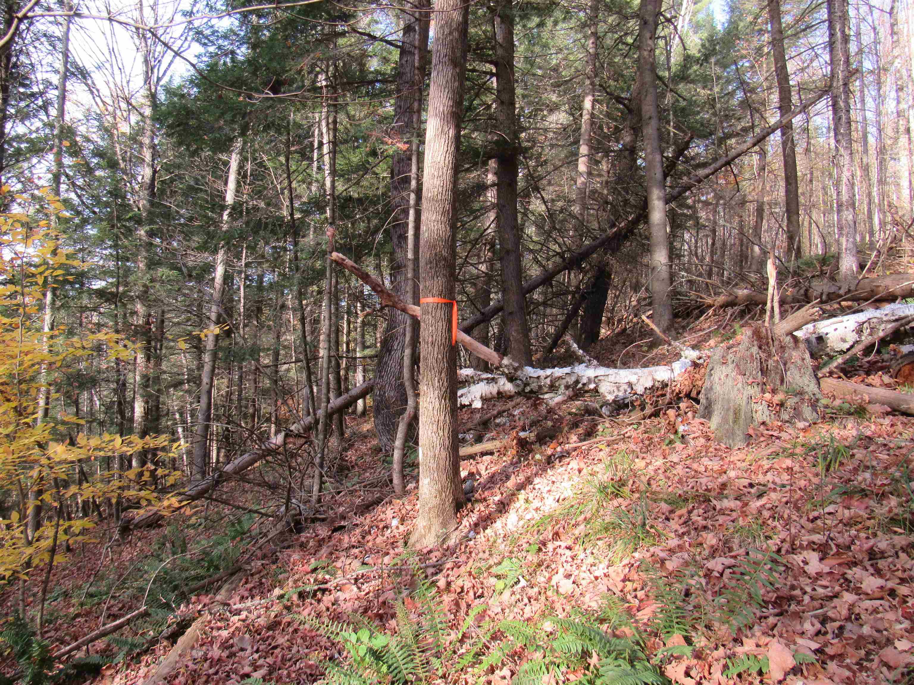 812 Brown Farm Road Lyndon, VT 05851 - Photo 11 of 44