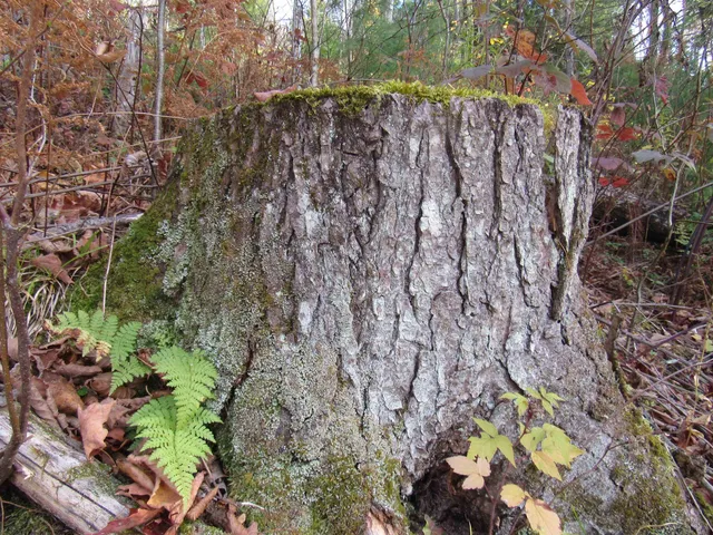 $299,000 | 812 Brown Farm Road, Lyndon, VT 05851