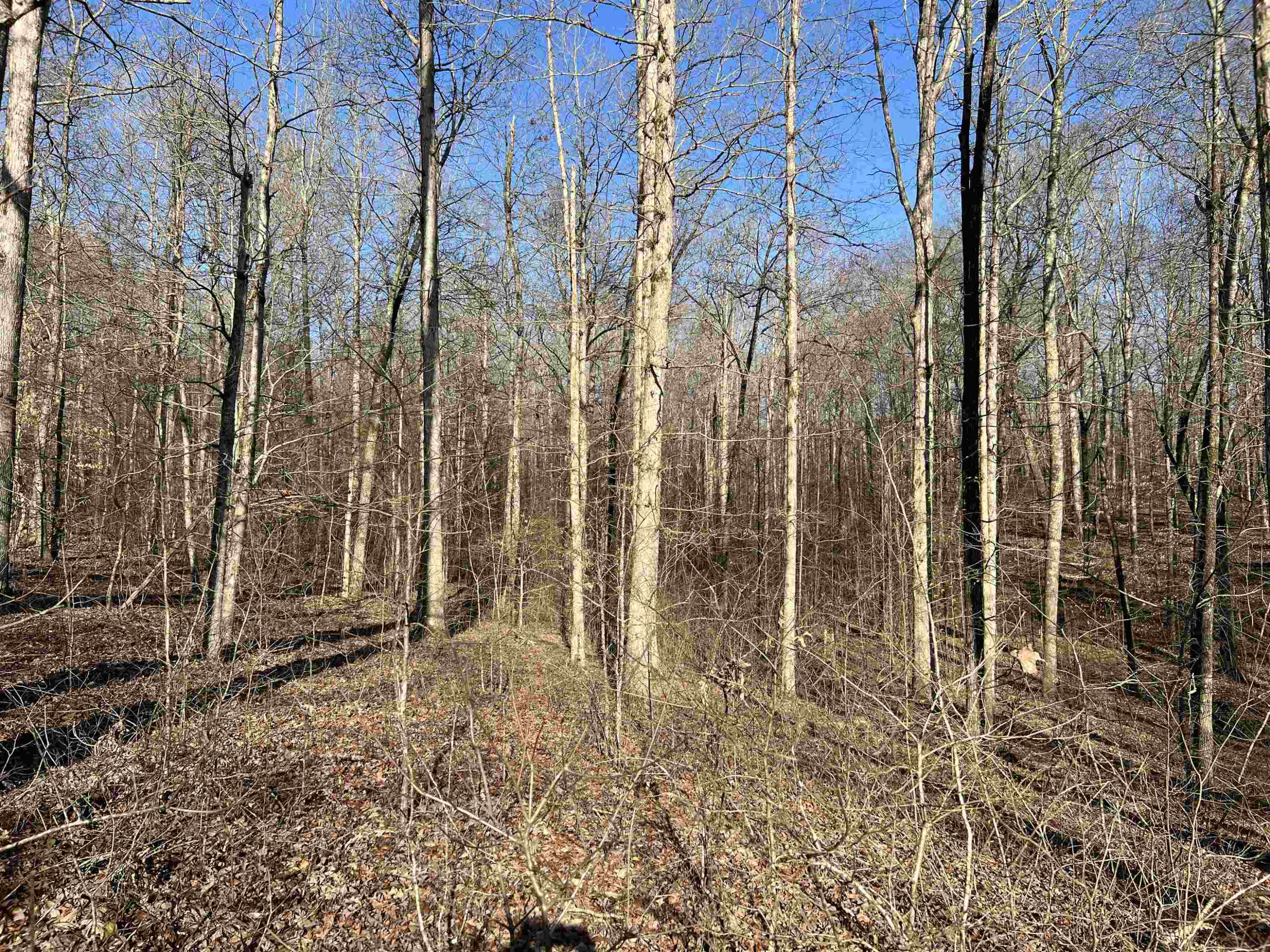 1245 Strike King Drive Cedar Grove, TN 38321 - Photo 2 of 7 a backyard of a house with lots of green space