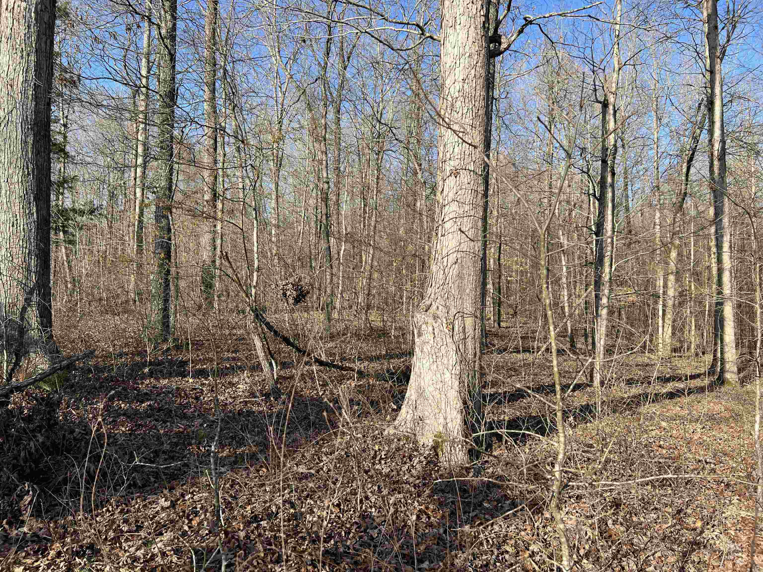 1245 Strike King Drive Cedar Grove, TN 38321 - Photo 3 of 7