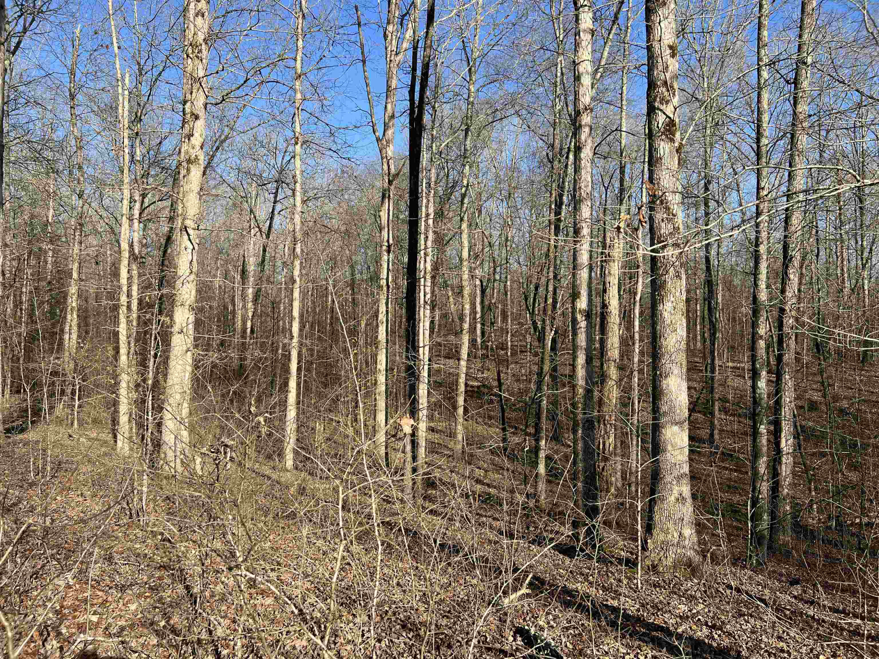 1245 Strike King Drive Cedar Grove, TN 38321 - Photo 4 of 7 a view of a outdoor space