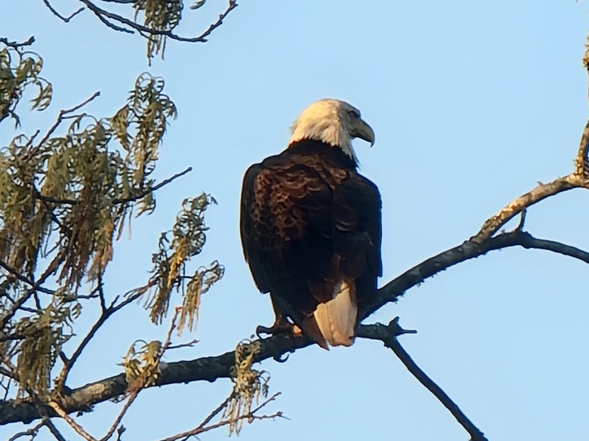 1245 Strike King Drive Cedar Grove, TN 38321 - Photo 6 of 7 a close view of light fixtures