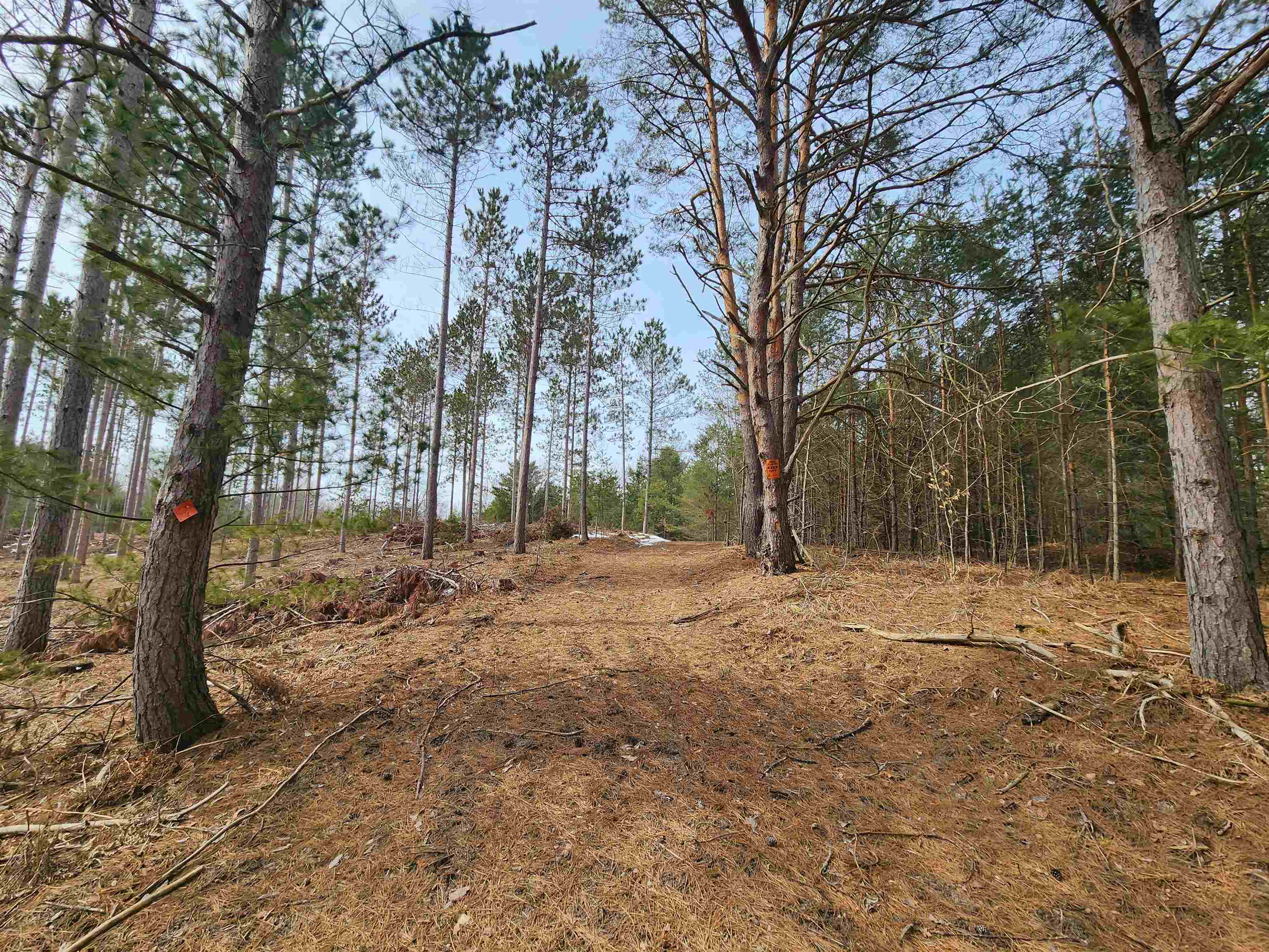 0 Lindroos Road Kaleva, MI 49645 - Photo 4 of 5