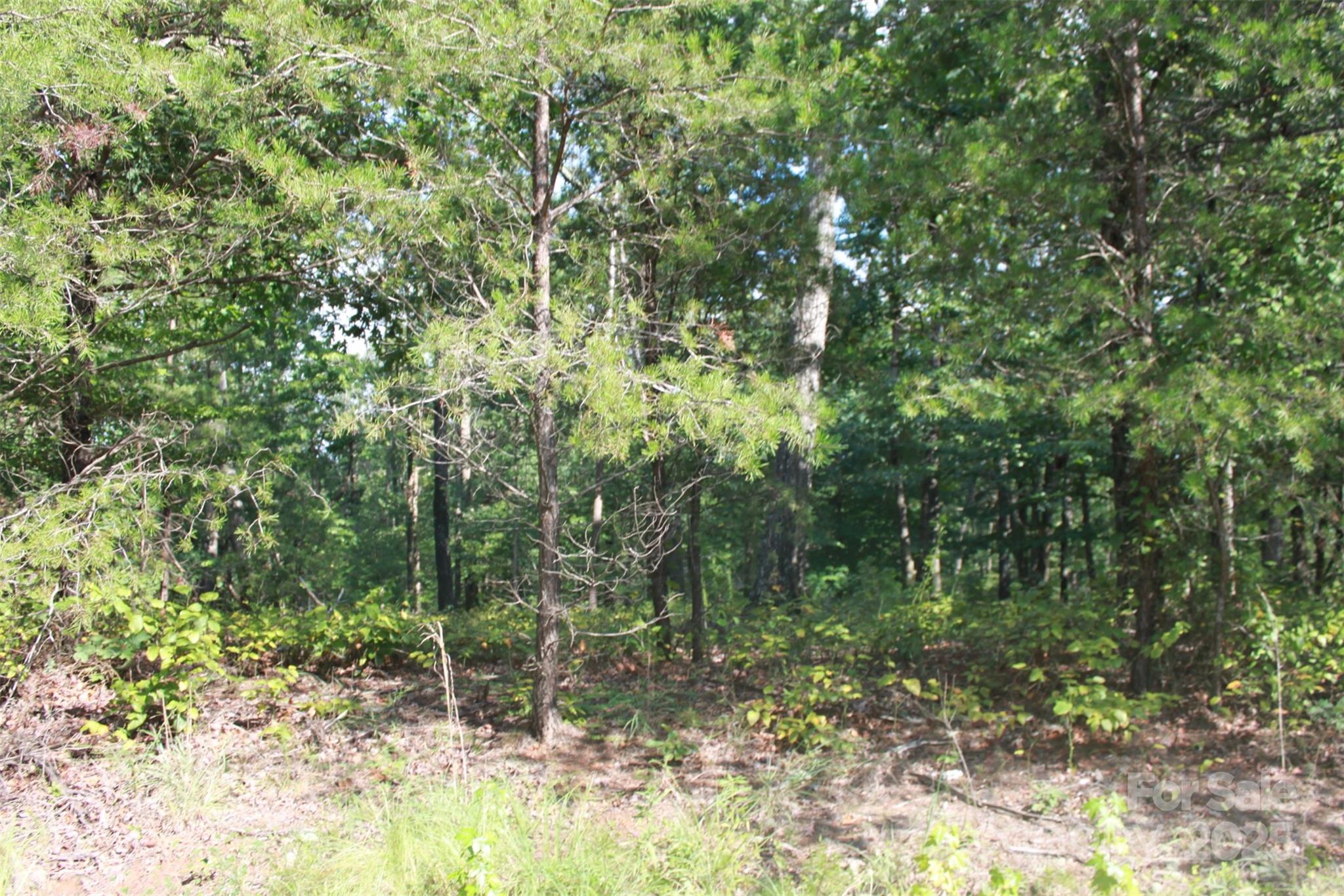 0 Lail Road Rutherfordton, NC 28139 - Photo 11 of 12 a view of a forest with a tree