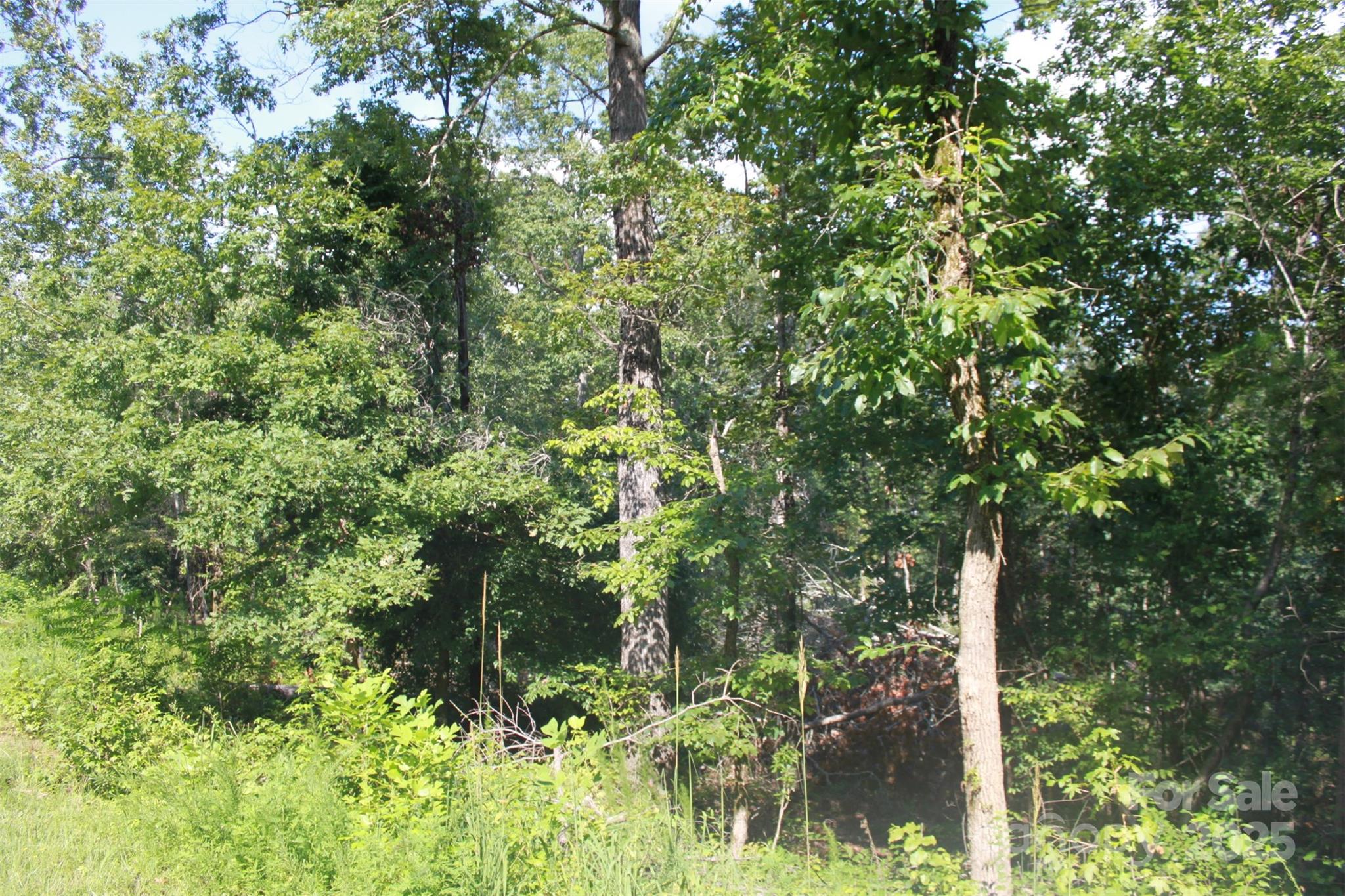 0 Lail Road Rutherfordton, NC 28139 - Photo 12 of 12 a backyard of a house with lots of plants