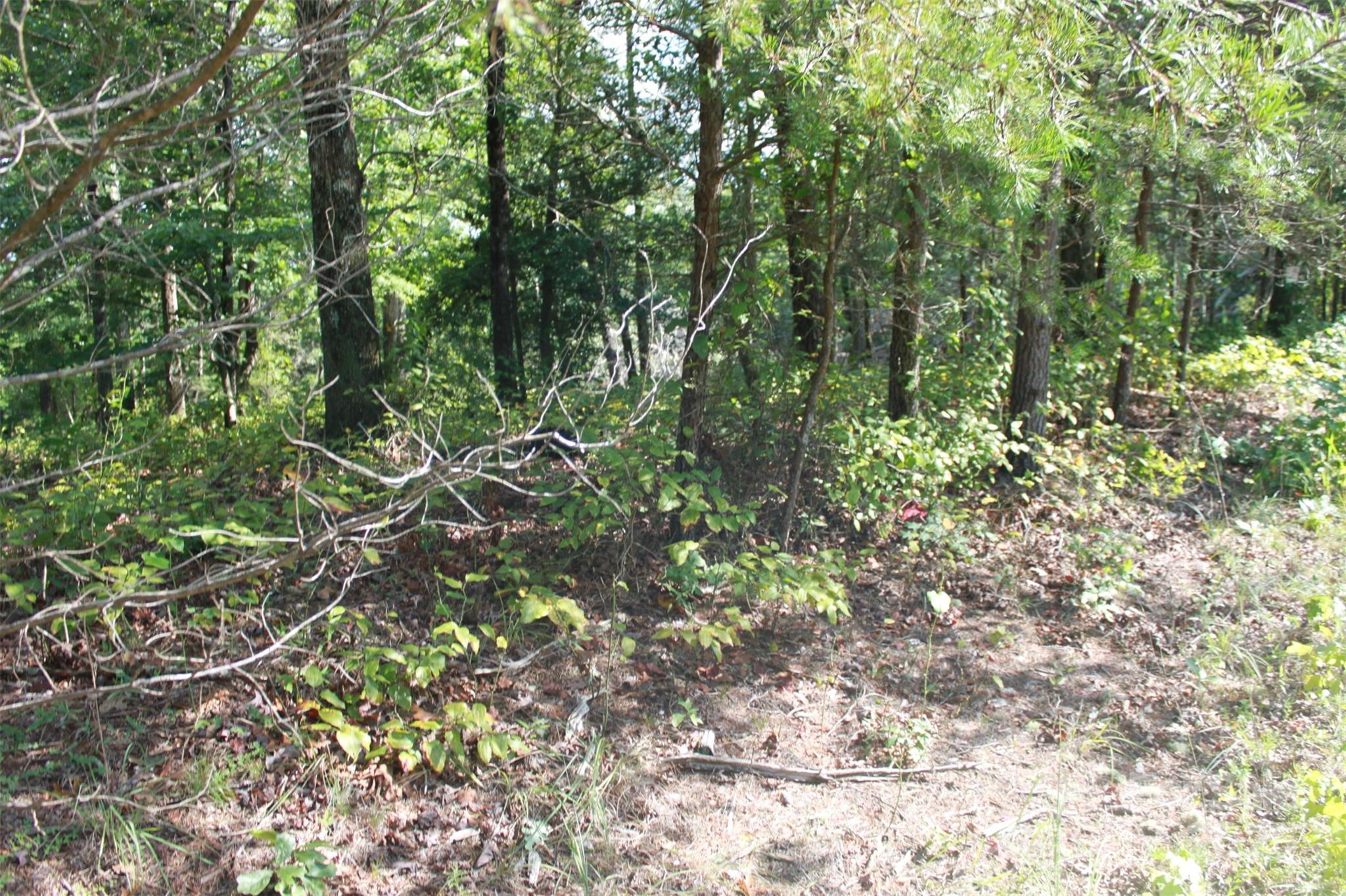 0 Lail Road Rutherfordton, NC 28139 - Photo 2 of 12 a view of a tree