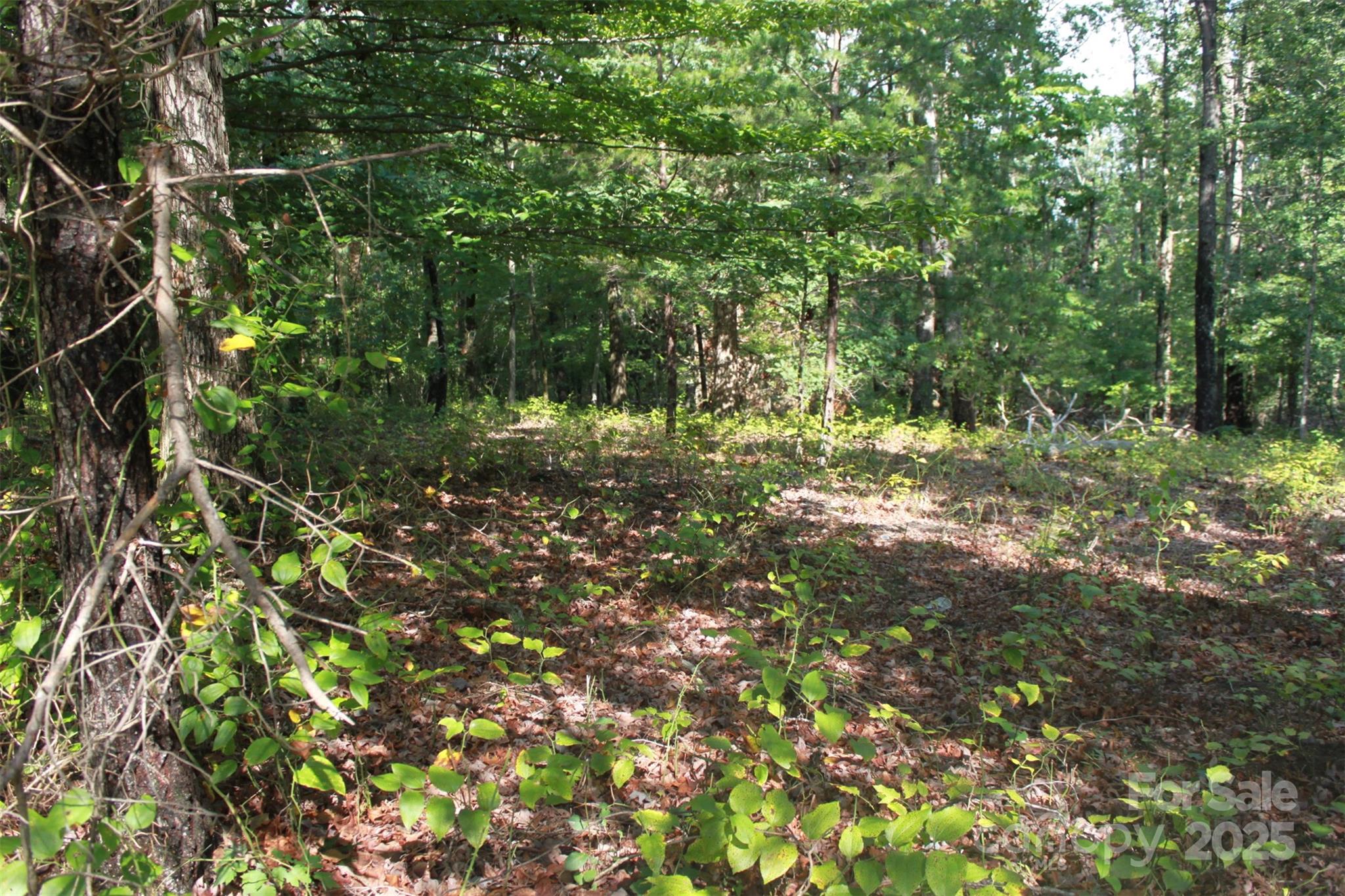 0 Lail Road Rutherfordton, NC 28139 - Photo 3 of 12 a view of a tree with a yard