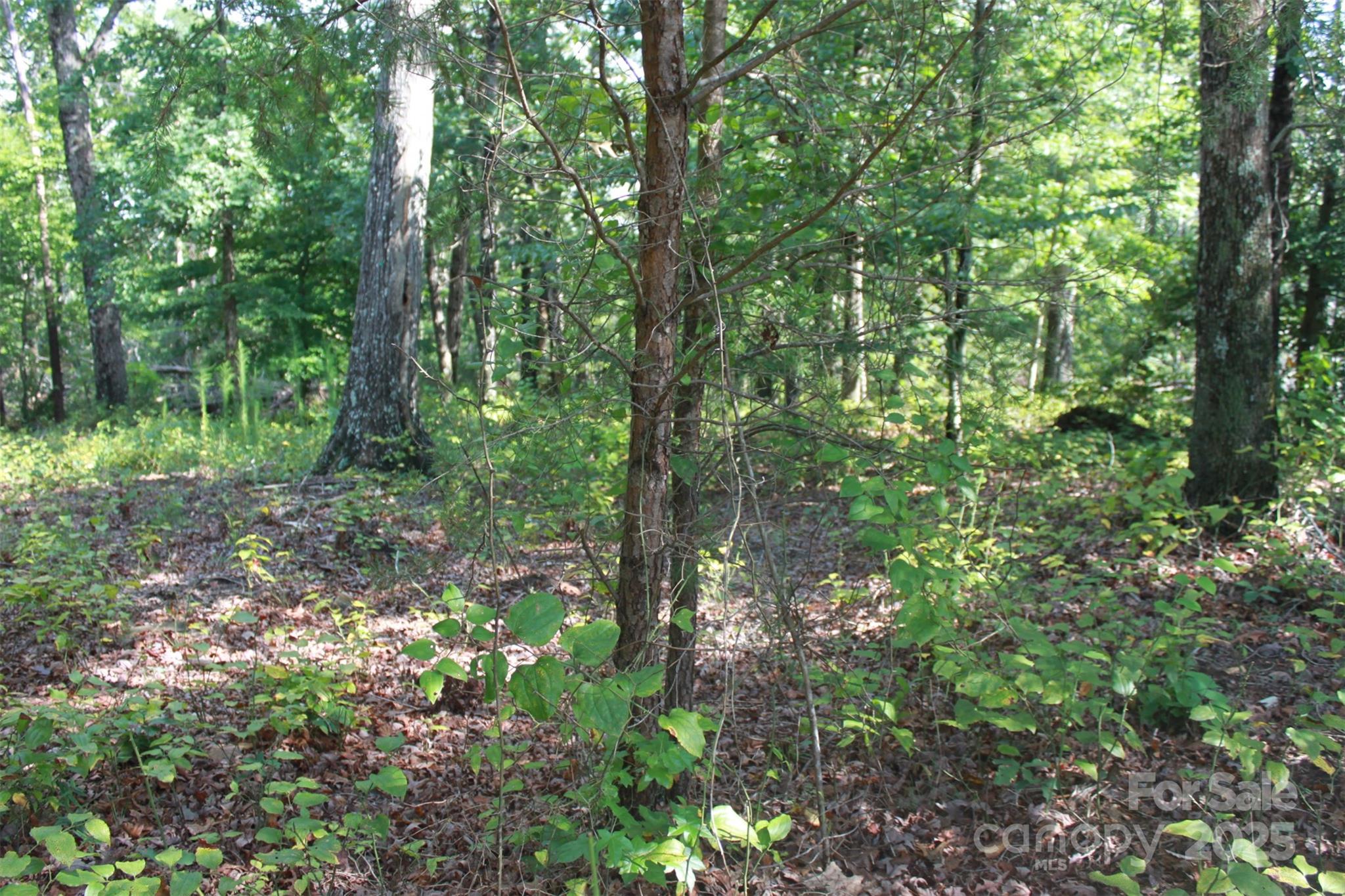 0 Lail Road Rutherfordton, NC 28139 - Photo 4 of 12 a view of forest