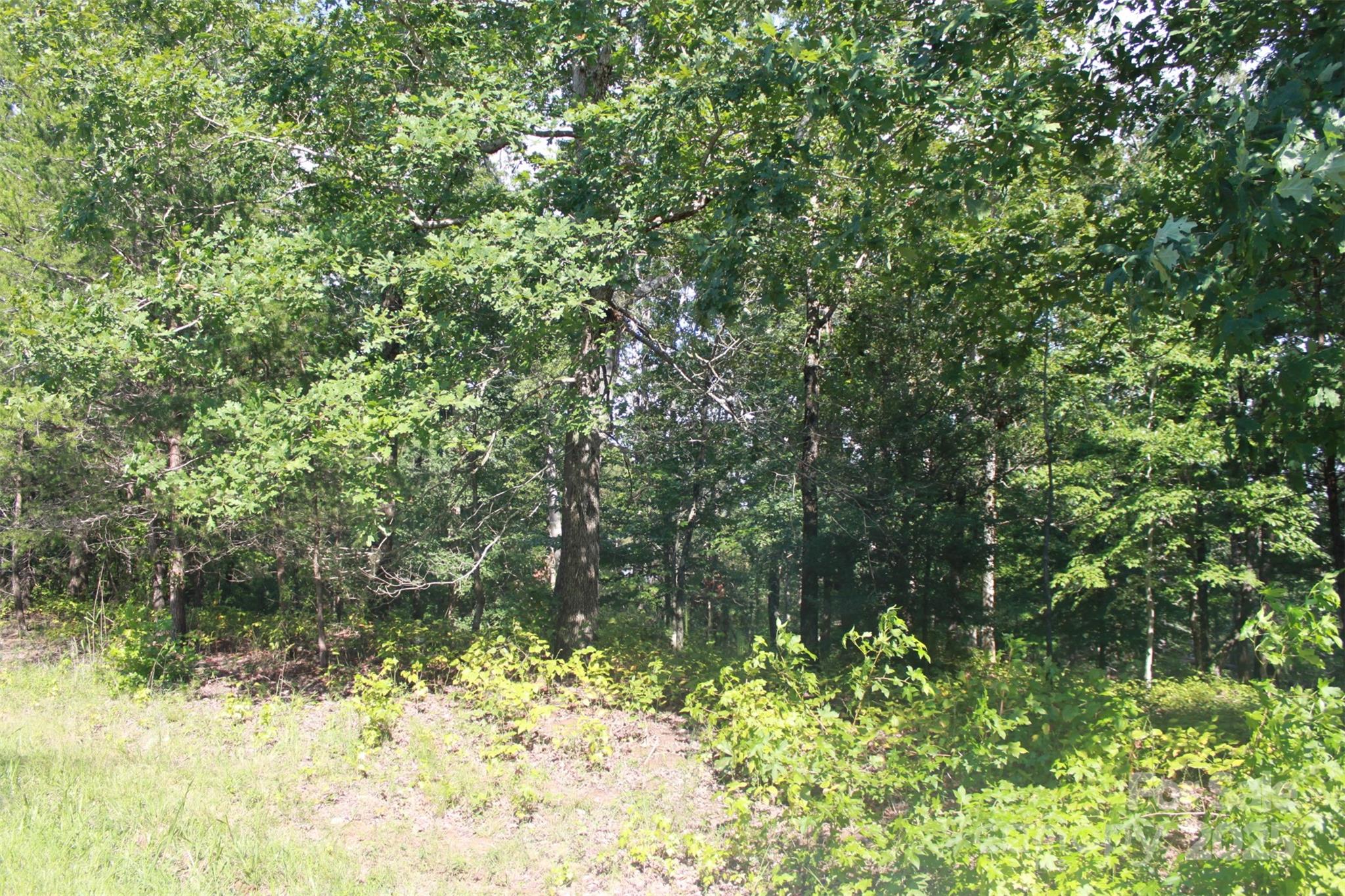 0 Lail Road Rutherfordton, NC 28139 - Photo 8 of 12 a view of a yard with plants