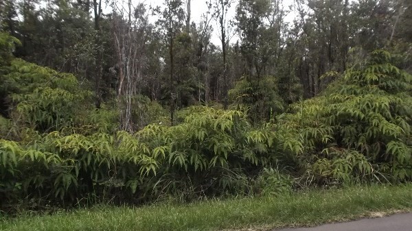 a view of a lush green forest