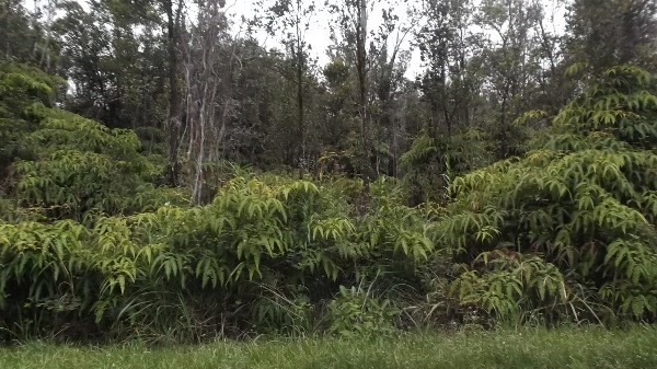 11-2817 Hale Ohia Road Volcano, HI 96785 - Photo 2 of 4 a view of a lush green space